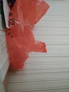 北条麻妃AV88V-日韩中字免费国语在线观看